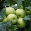 Arjantin Granny Smith Elma Fidanı (4 Yaşında 130-150 cm)
