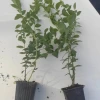 Aromatik 5Li Meyve Fidanı Seti