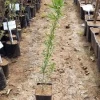 Aromatik 5Li Meyve Fidanı Seti
