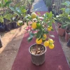 Büyük Boy Saksıda Yediveren Limon Fidanı