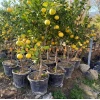 Büyük Boy Saksıda Yediveren Limon Fidanı (6 Yaşında 130-150 cm)