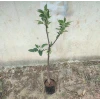 Fuji Elma Fidanı (4 Yaşında 130-150 cm)