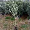 Gemlik (Trilye) Zeytin Fidanı (2 Yaşında 80-100 cm)