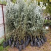 Gemlik (Trilye) Zeytin Fidanı (4 Yaşında 130-150 cm)