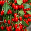 Goji Berry (Kurt Üzümü) Fidanı
