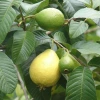 Guava Fidanı (2 Yaşında 80-100 cm)
