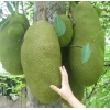 Jackfruit Fidanı (1 Yaşında 20-40 cm)