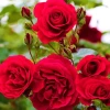 Kırmızı Renkli Yediveren Gül Fidanı