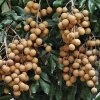 Longan (Ejder Gözü) Fidanı (1 Yaşında 20-40 cm)