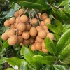 Longan (Ejder Gözü) Fidanı (1 Yaşında 20-40 cm)