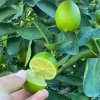 Misket (Lime) Limon Fidanı