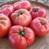 Pembe Köy Domates Fidesi