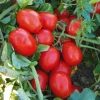 Rio Grande (Salçalık) Domates Fidesi