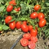 Rio Grande (Salçalık) Domates Fidesi
