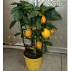 Saksıda Bodur Yediveren Limon Fidanı (4 Yaşında 40-60 cm)