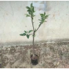 Scarlet Elma Fidanı (4 Yaşında 130-150 cm)