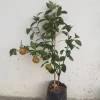 Tam Bodur W Murcott Mandalina Fidanı