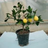 Tam Bodur Yediveren Limon Fidanı
