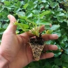 Yediveren Çilek Fidesi