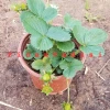 Yediveren Çilek Fidesi (Saksıda)