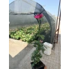 Yediveren Gül KAMPANYALI 10 ADET