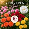 Yediveren Gül KAMPANYALI 10 ADET
