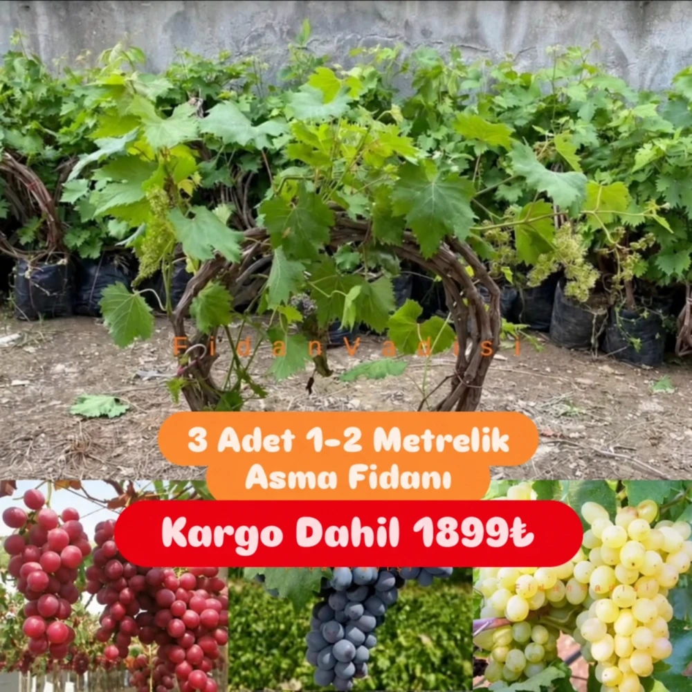 3LÜ ÜZÜM KAMPANYA SETİ