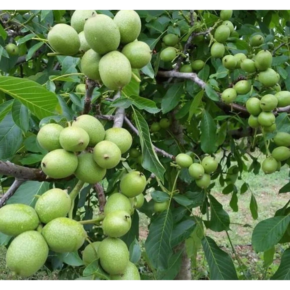 Chandler Ceviz Fidanı (4 Yaşında 130-150 cm)