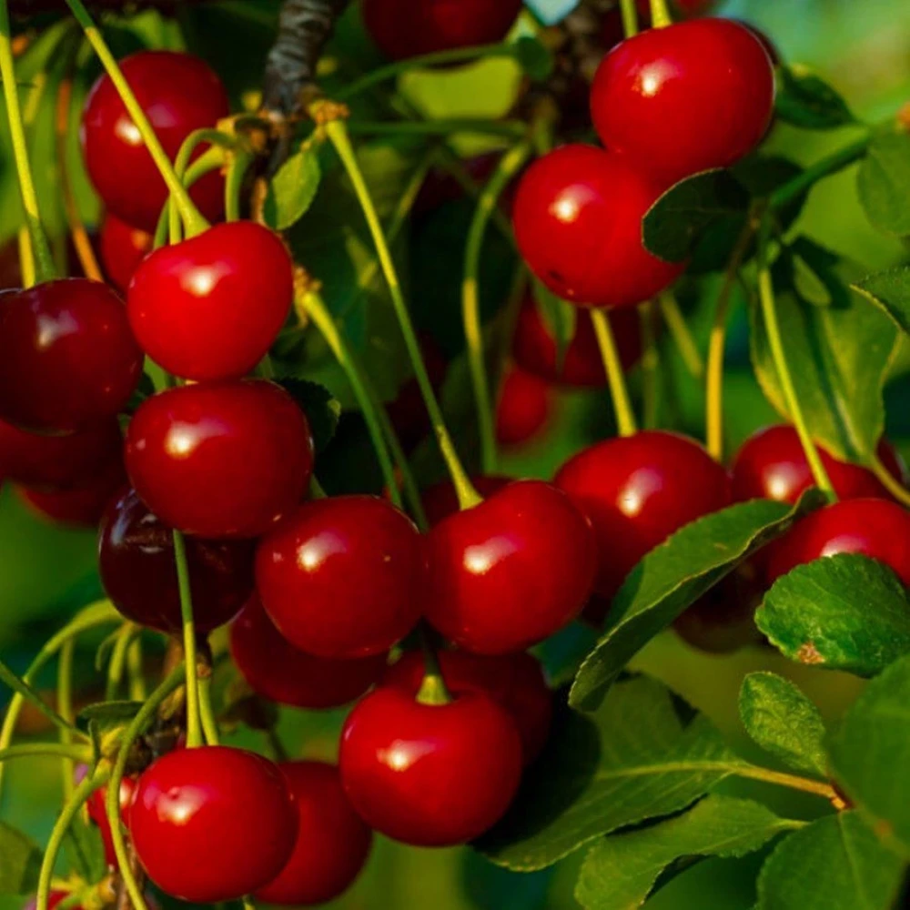 Kütahya Vişne Fidanı (4 Yaşında 130-150 cm)