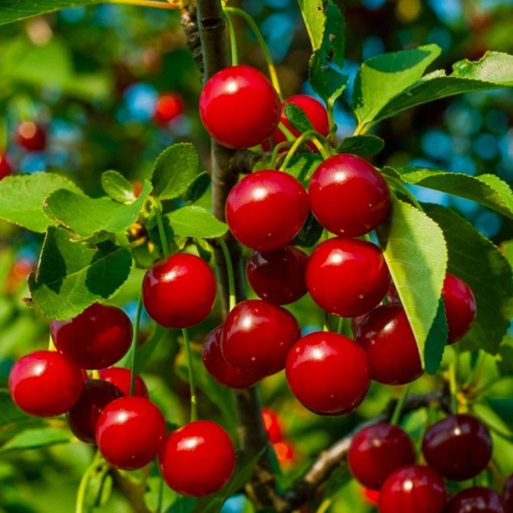 Kütahya Vişne Fidanı (4 Yaşında 130-150 cm)