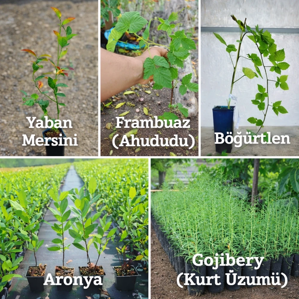 Aromatik 5Li Meyve Fidanı Seti