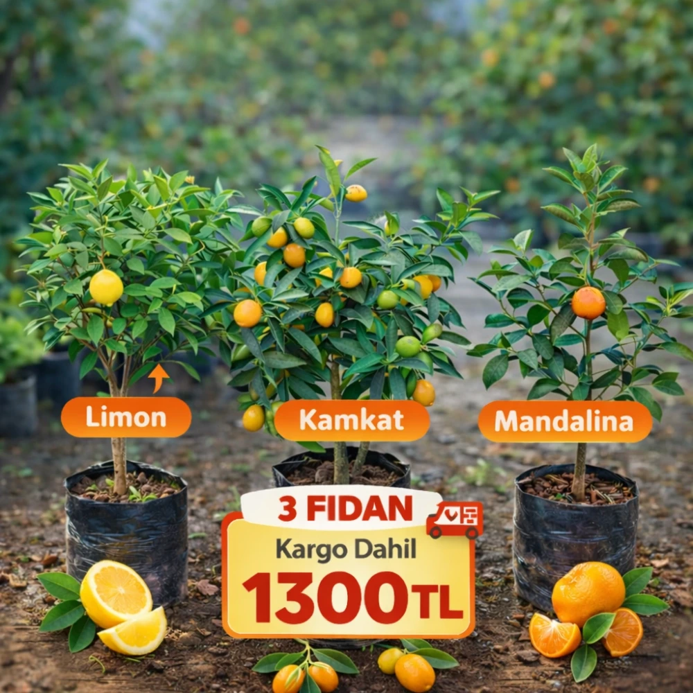 3’LÜ Bodur Narenciye Fidanı Kampanyası