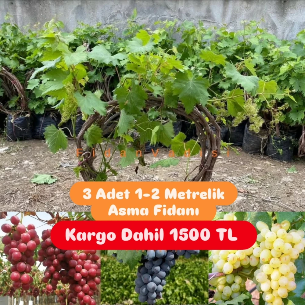 3LÜ ÜZÜM KAMPANYA SETİ