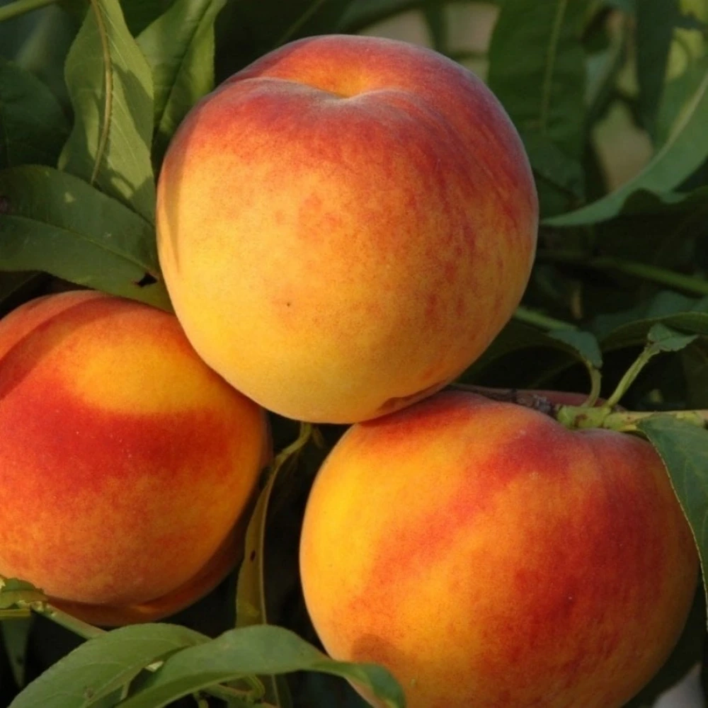 Bursa (Yarma) Şeftali Fidanı (4 Yaşında 130-150 cm)