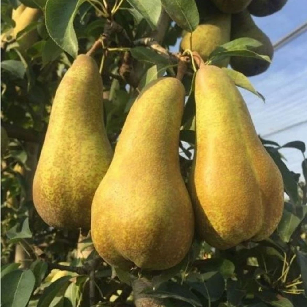 Abate Fetel Armut Fidanı (4 Yaşında 130-150 cm)