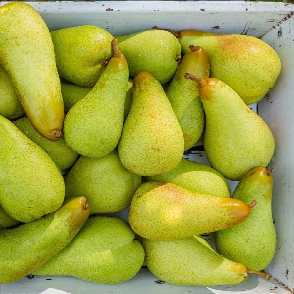 Abate Fetel Armut Fidanı (4 Yaşında 130-150 cm)