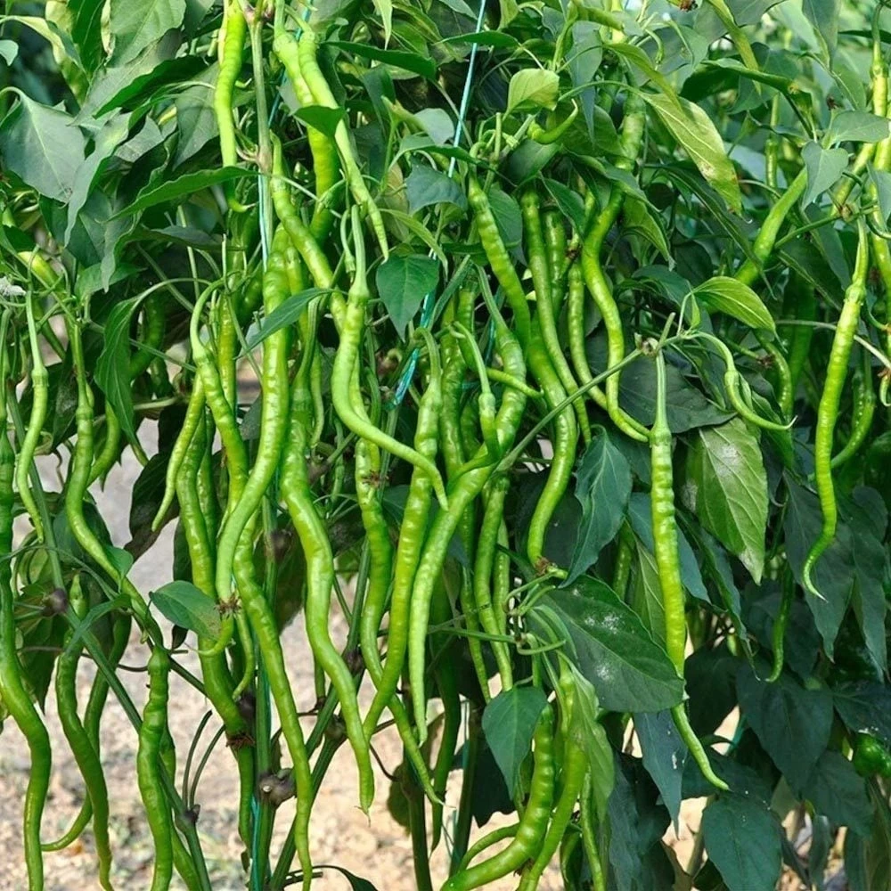 Acı Kıl Biber Fidesi