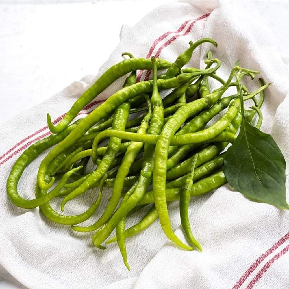 Acı Kıl Biber Fidesi