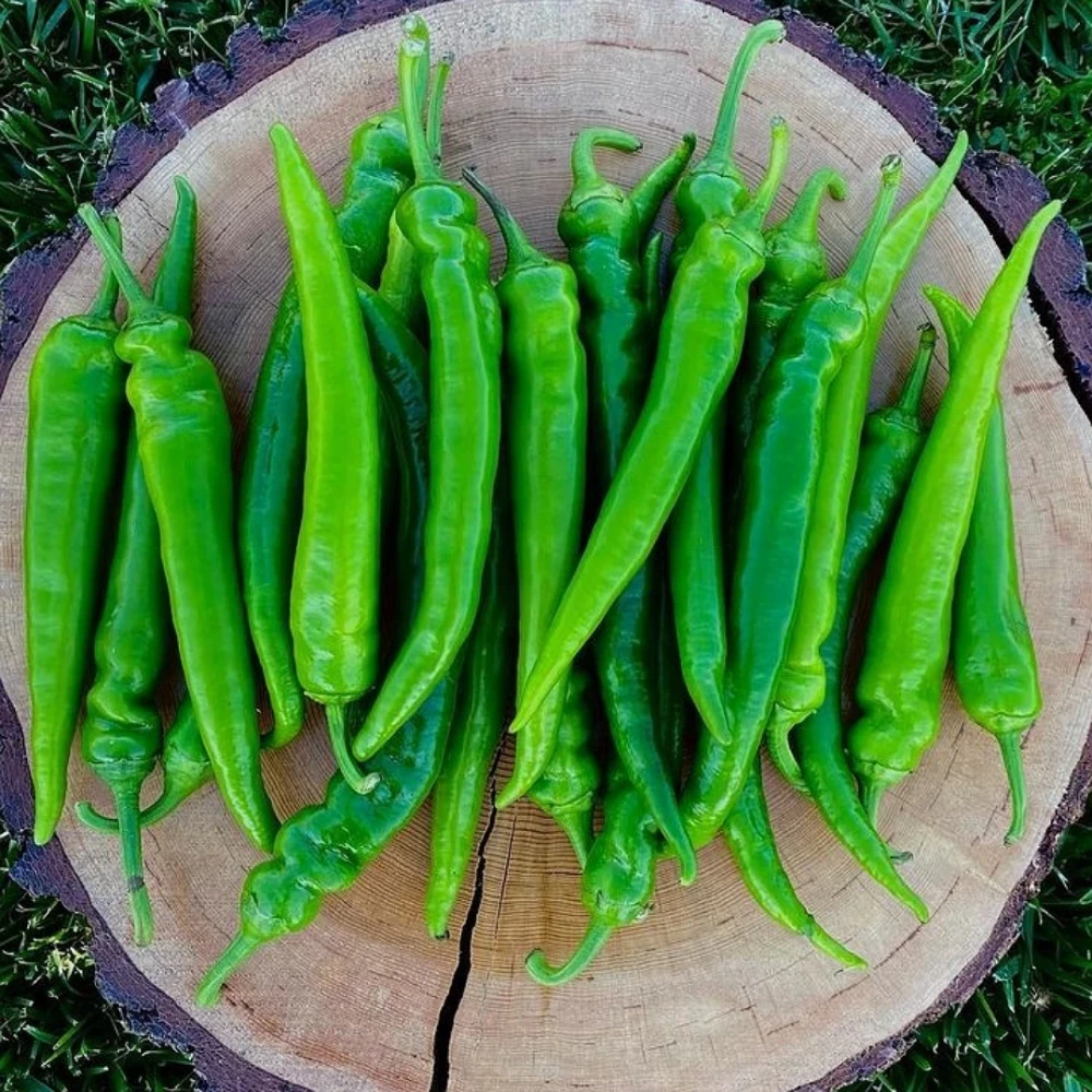 Acı Sivri Biber Fidesi