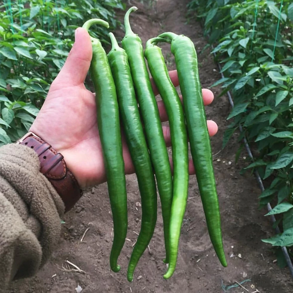 Acı Sivri Biber Fidesi