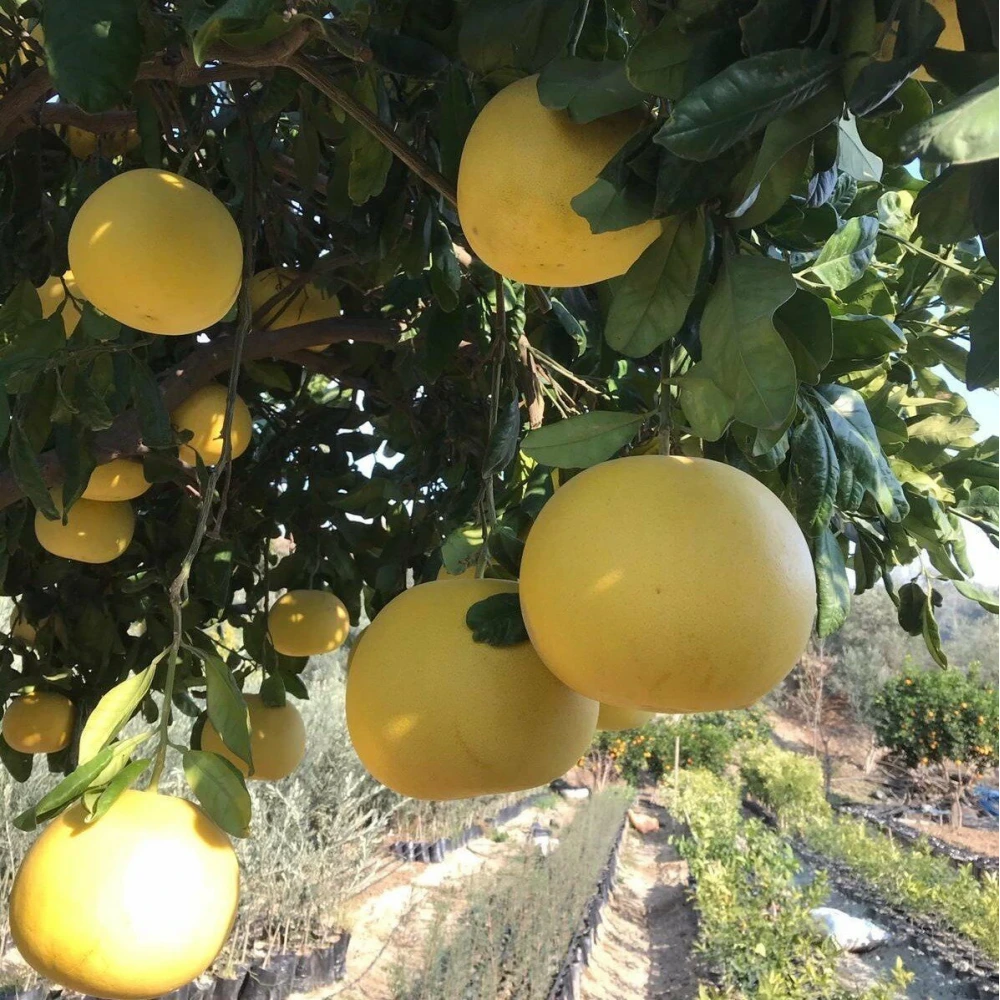 Ağaç Kavunu (Pomelo) Fidanı (3 Yaşında 100-120 cm)