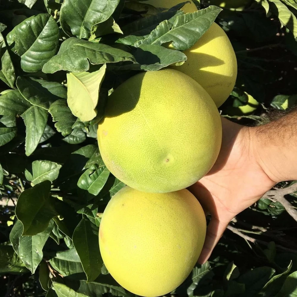 Ağaç Kavunu (Pomelo) Fidanı (3 Yaşında 100-120 cm)