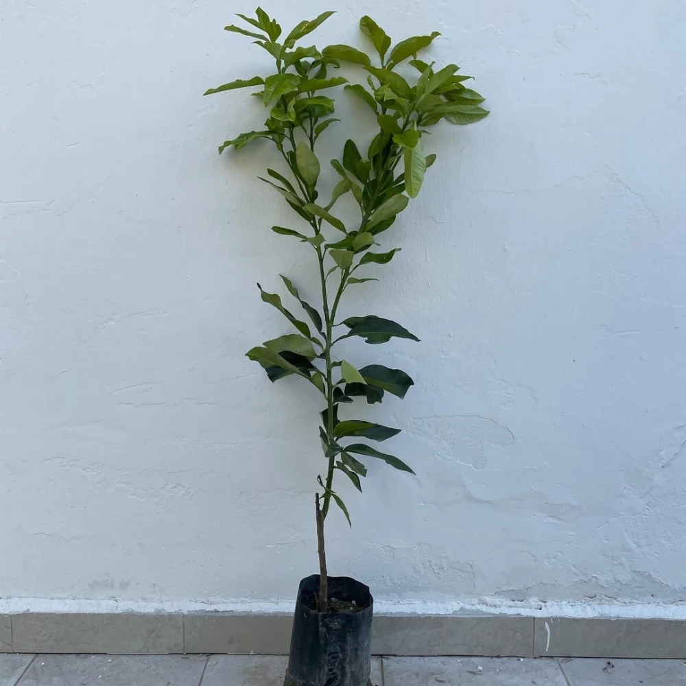 Ağaç Kavunu (Pomelo) Fidanı (3 Yaşında 100-120 cm)