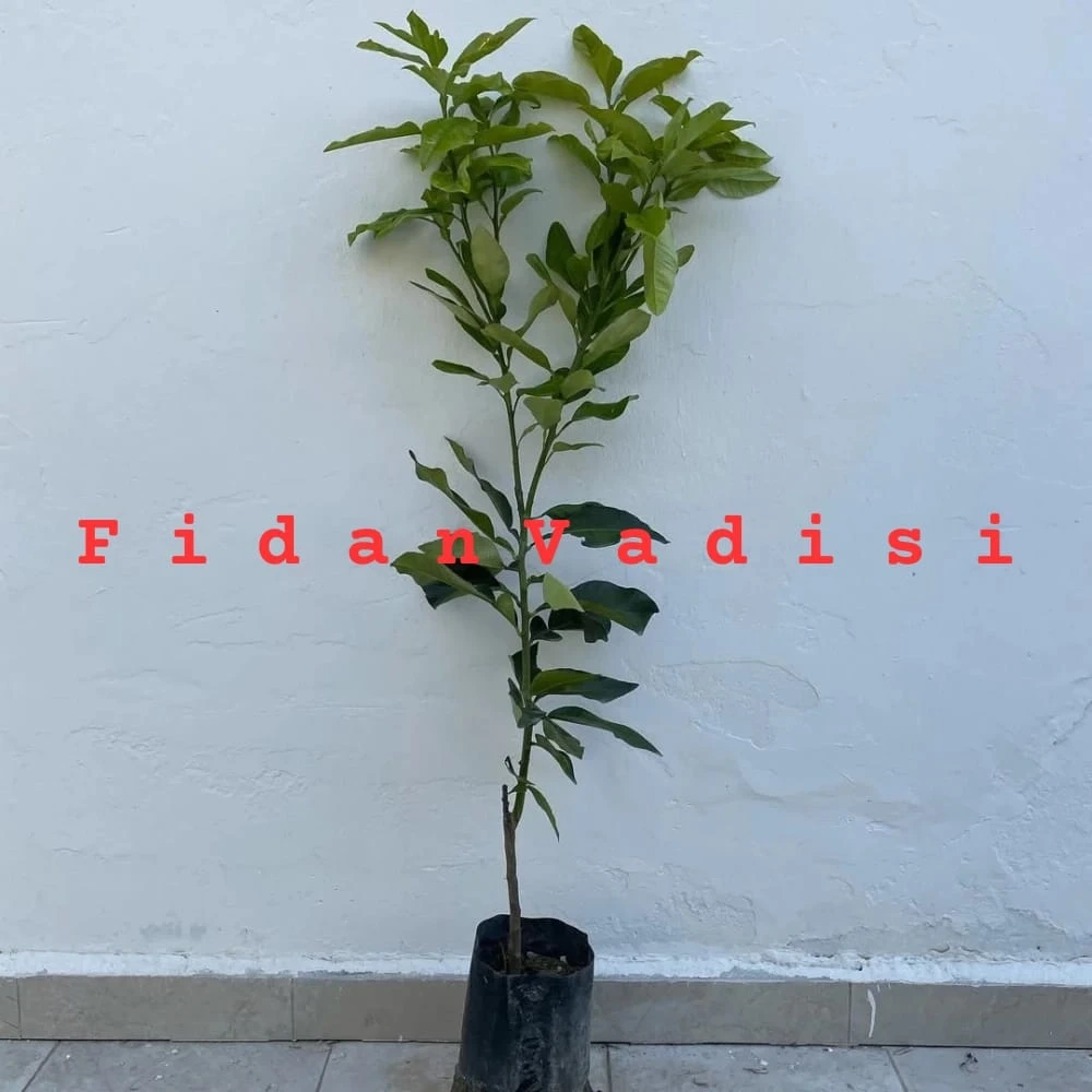 Ağaç Kavunu (Pomelo) Fidanı (2 Yaşında 80-100 cm)