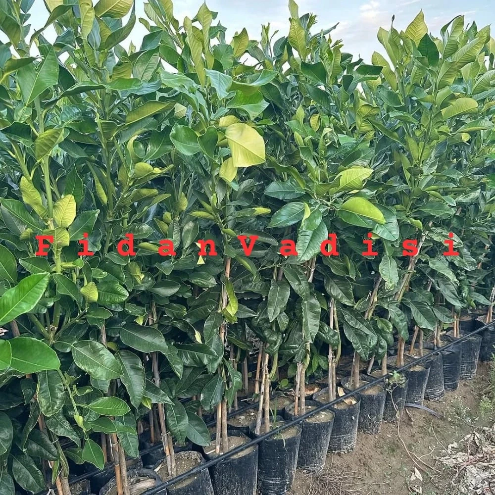 Ağaç Kavunu (Pomelo) Fidanı (4 Yaşında 130-150 cm)