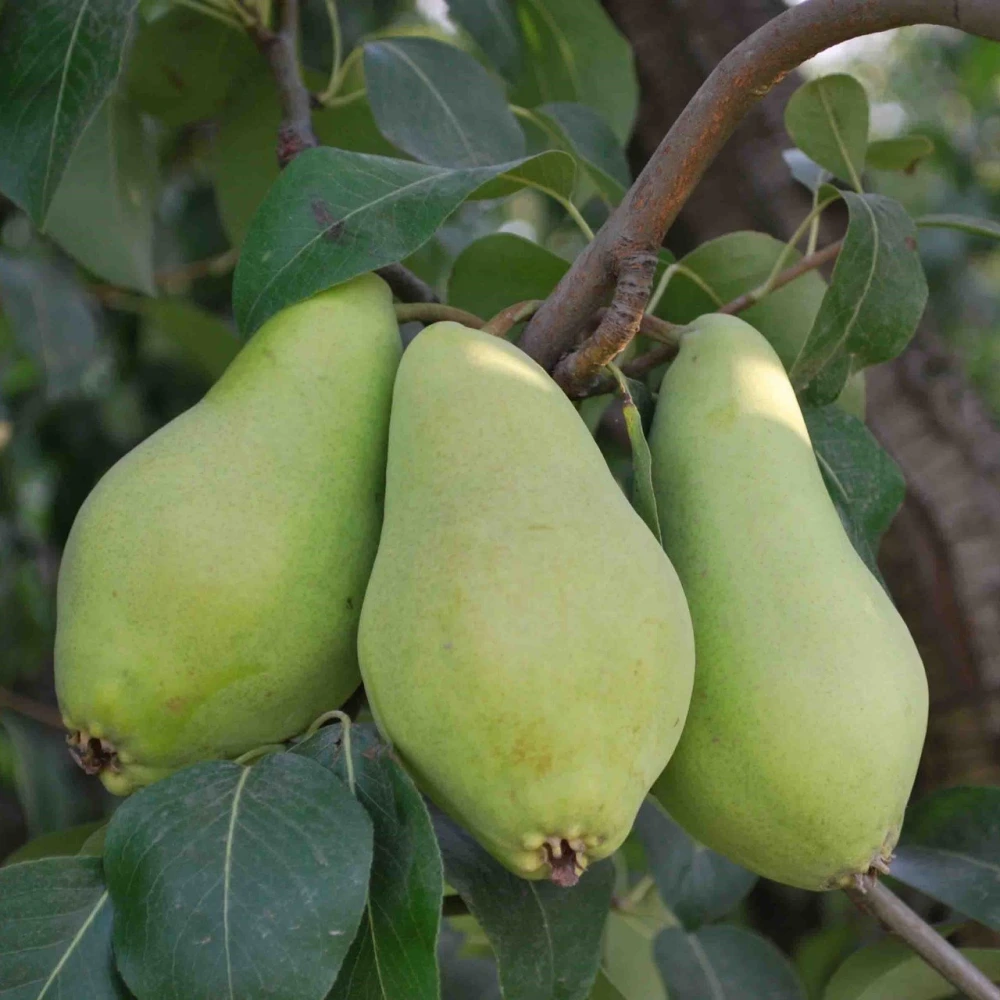 Akça Armut Fidanı (4 Yaşında 130-150 cm)