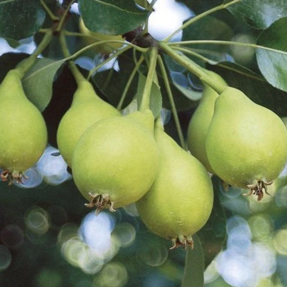 Akça Armut Fidanı (4 Yaşında 130-150 cm)