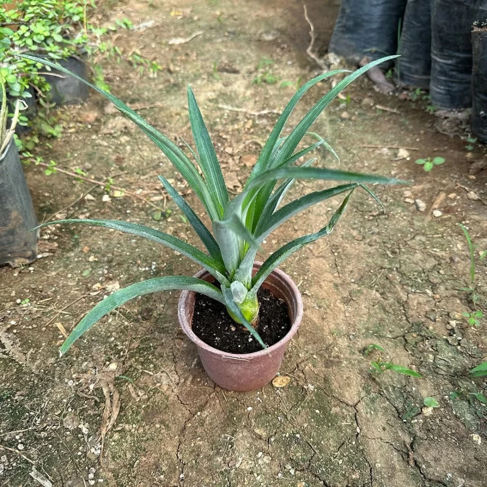 Ananas Fidanı (1 Yaşında 20-40 cm)