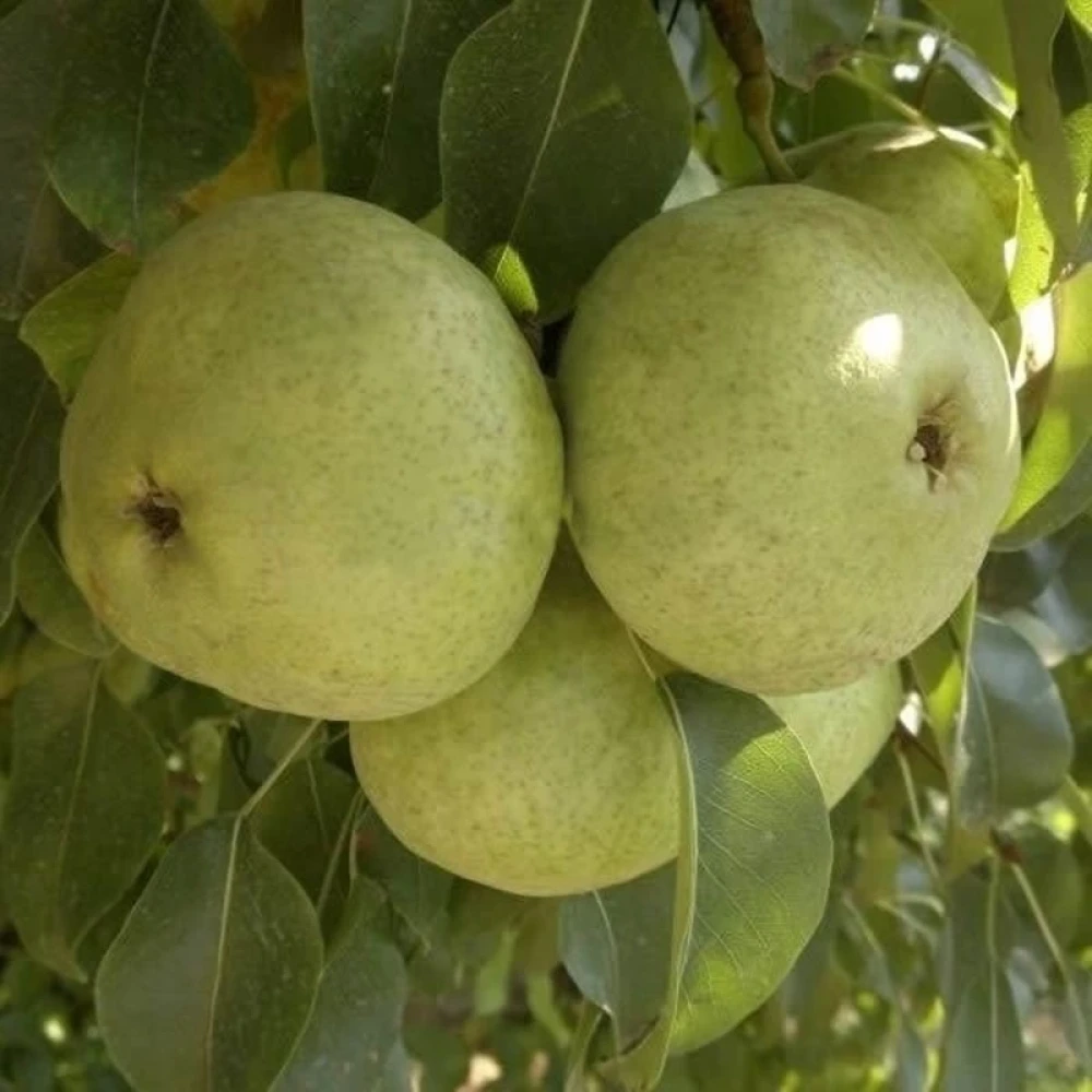 Ankara Armut Fidanı (4 Yaşında 130-150 cm)