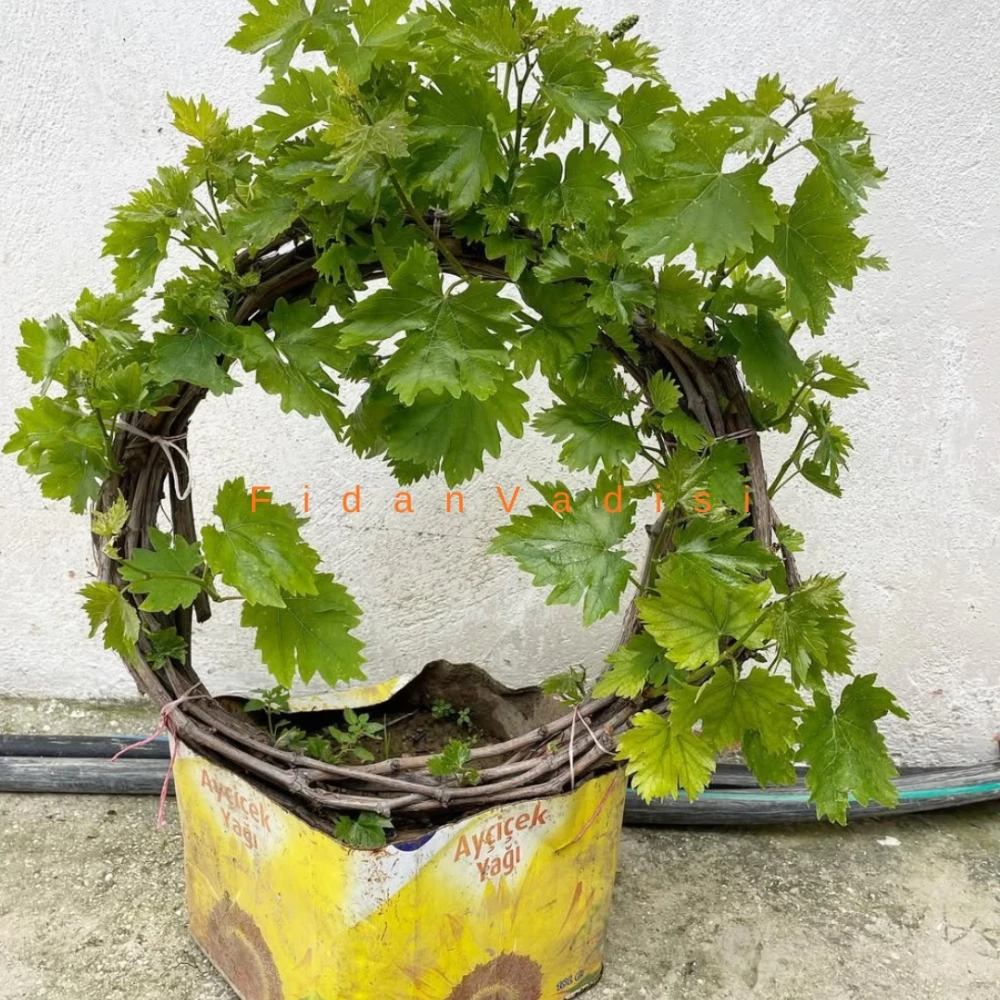 Antep Karası Üzüm (Asma) Fidanı (6 Yaşında 3-4 m)